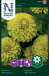 Zinnia