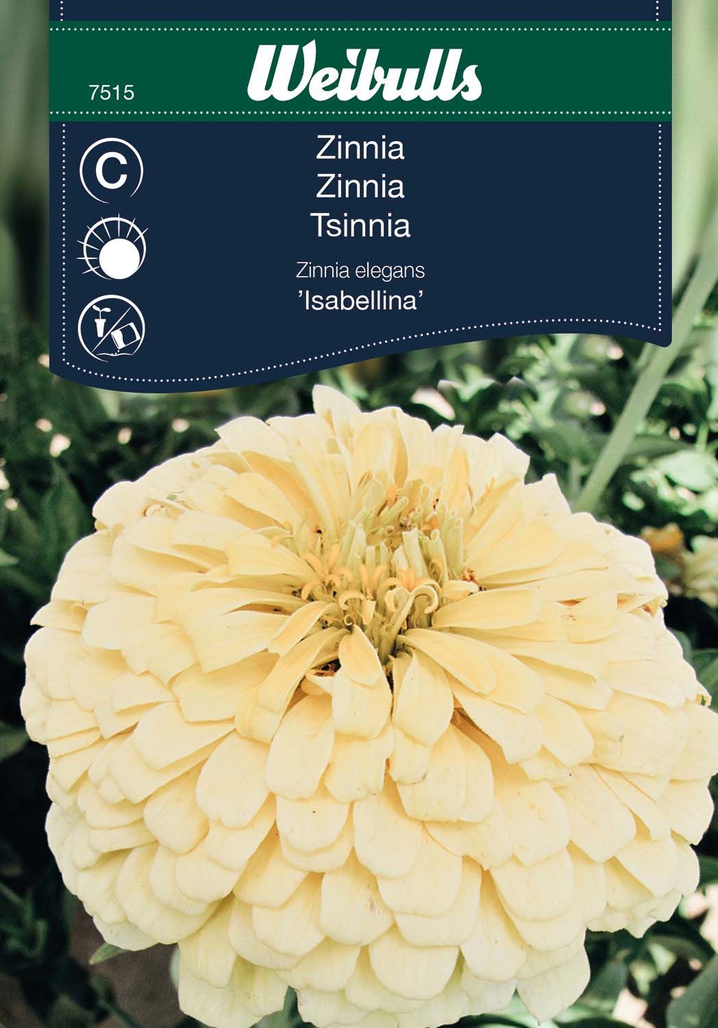 Zinnia
