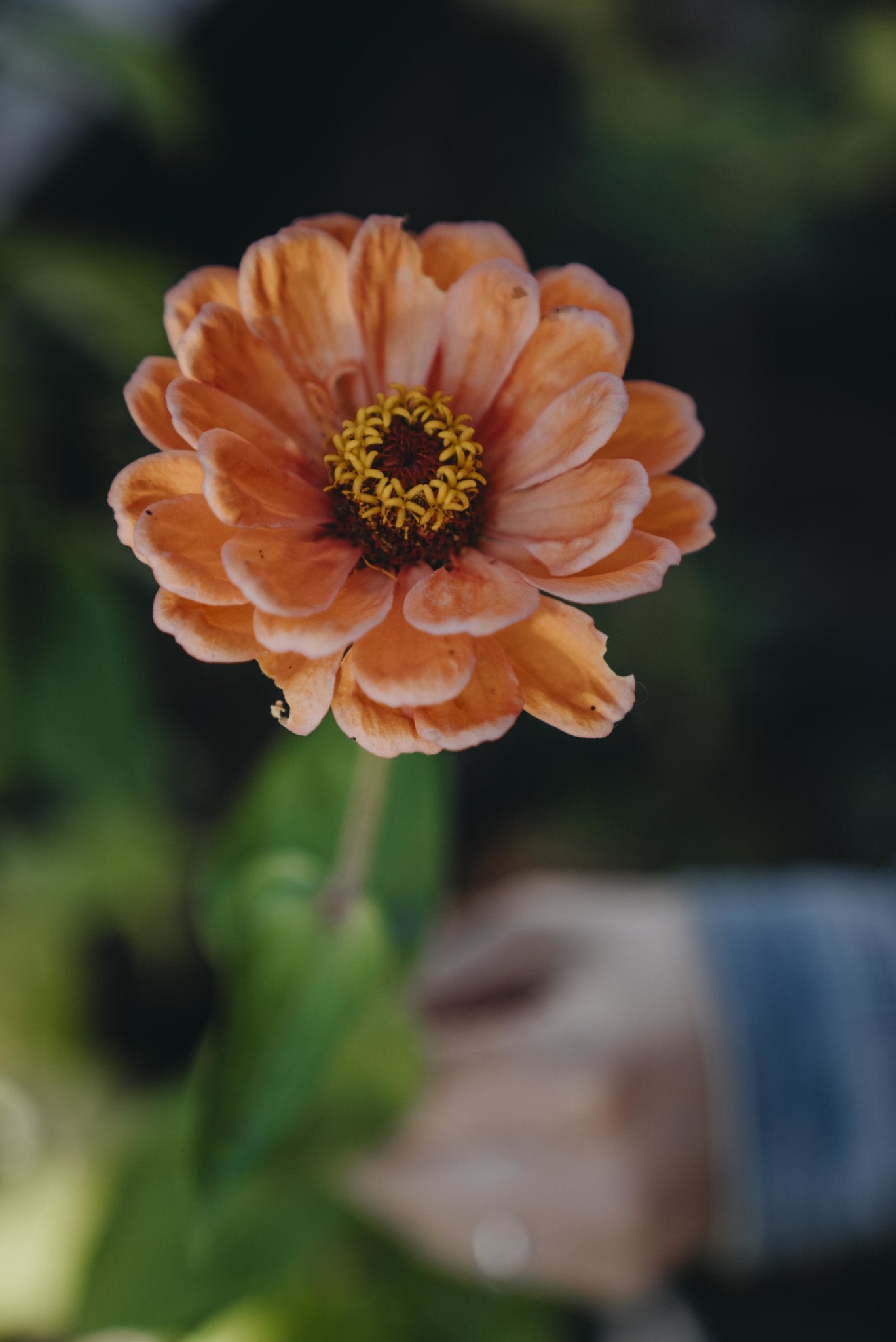 Zinnia