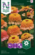 Zinnia