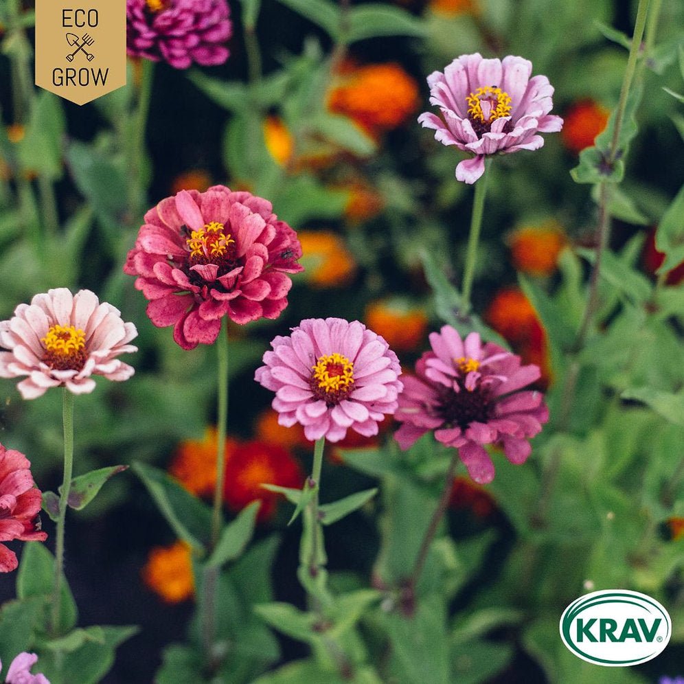 Zinnia