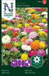 Zinnia
