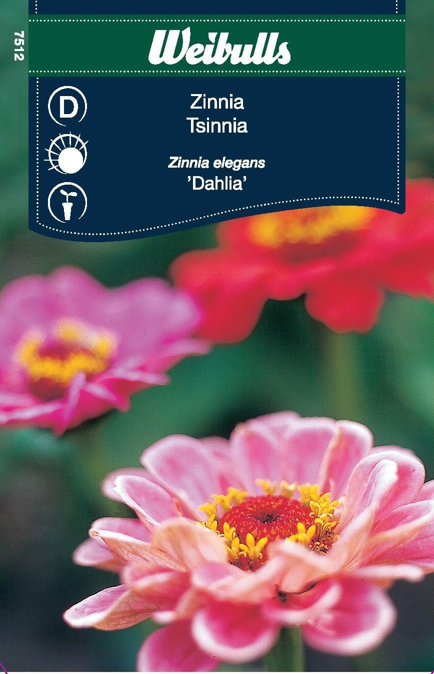 Zinnia blom