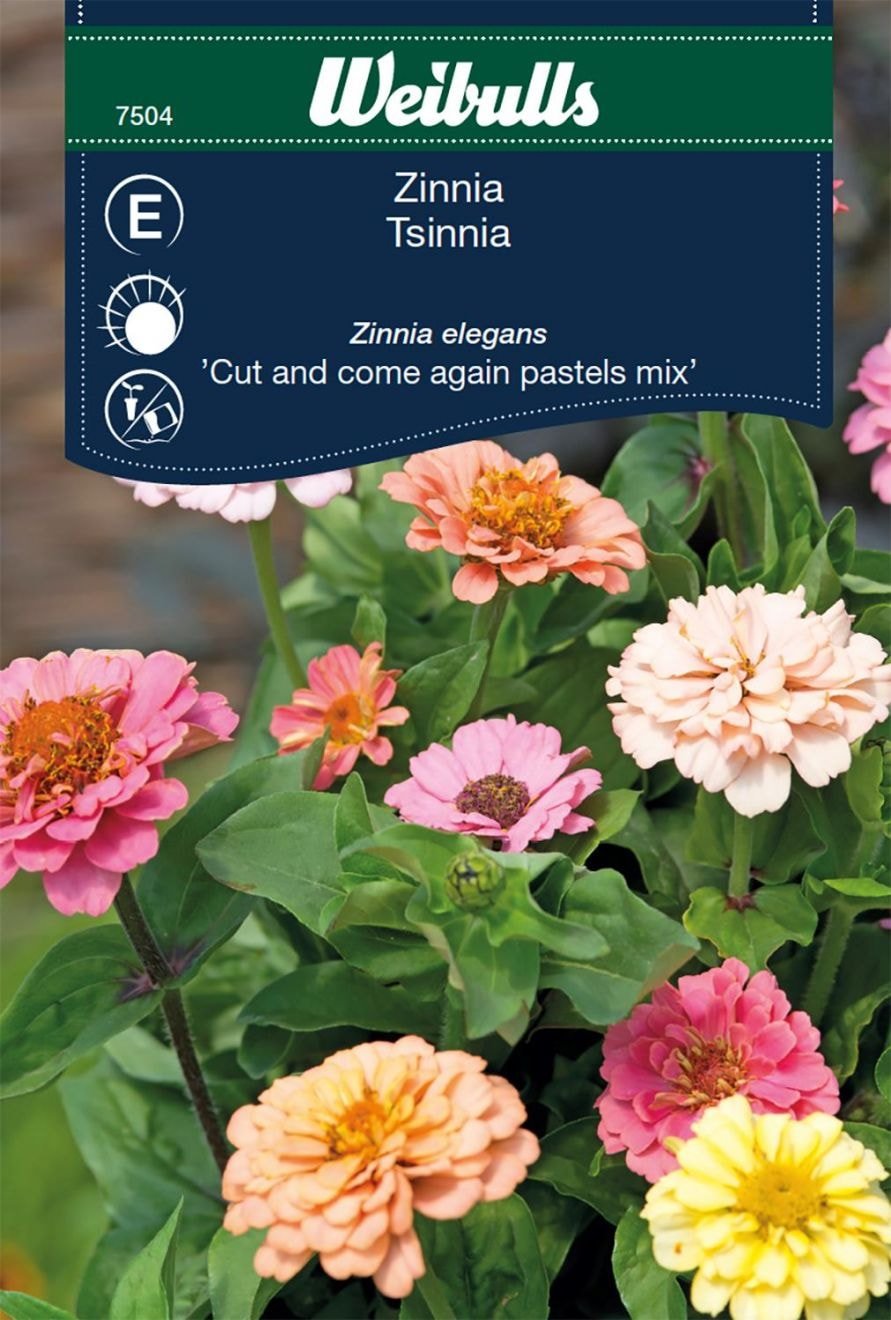 Zinnia elegans