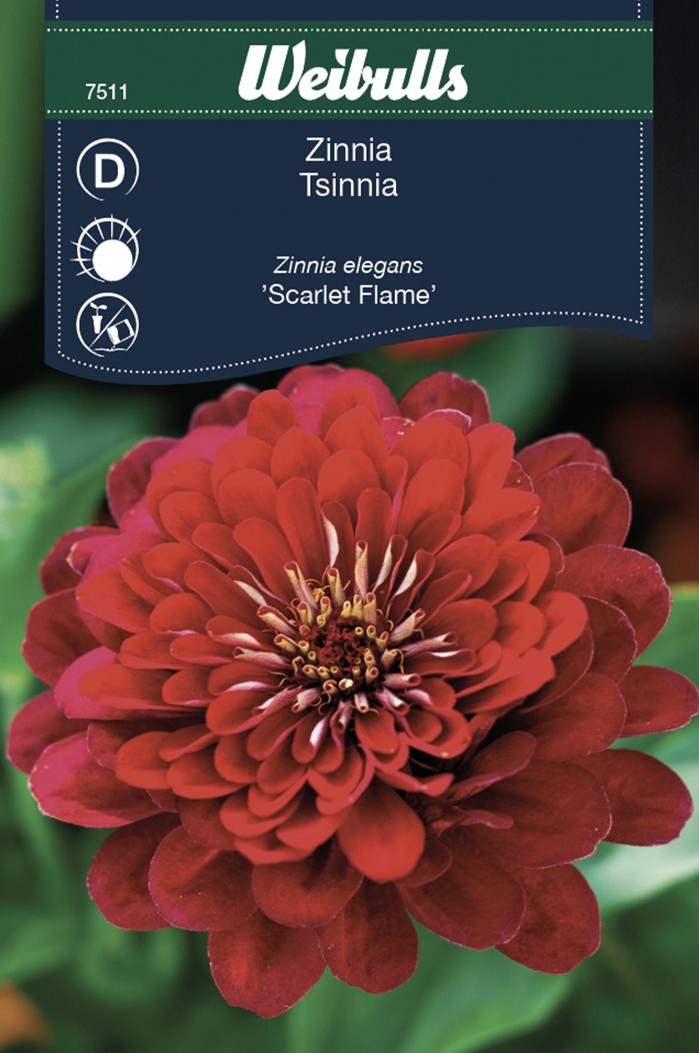Zinnia Elegans dahliablommande