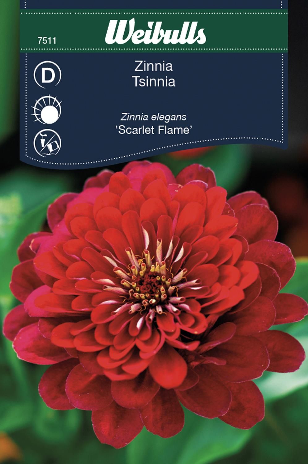 Zinnia Elegans dahliablommande