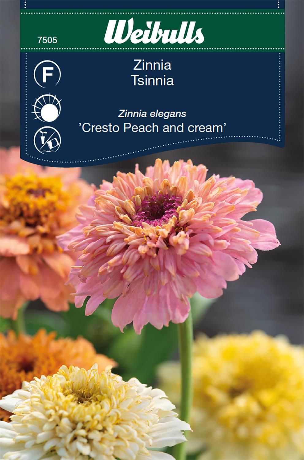 Zinnia elegans P&C Peach and cream