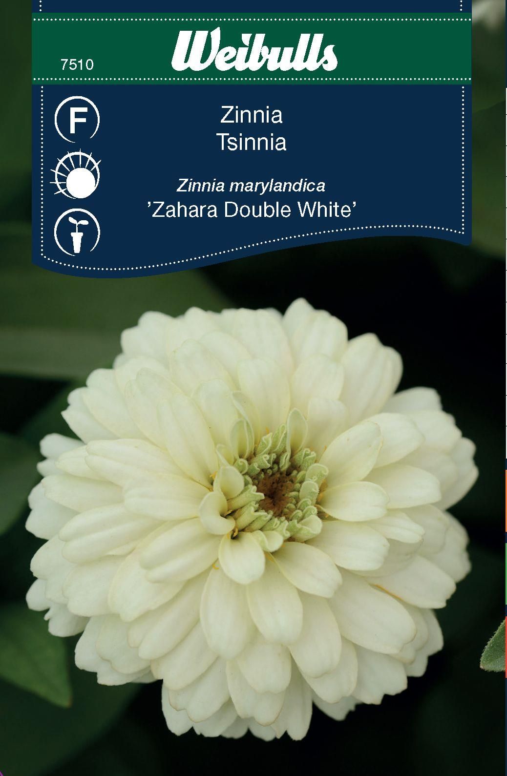 Zinnia Zahara DoubleWhite Zinnia Marylandica