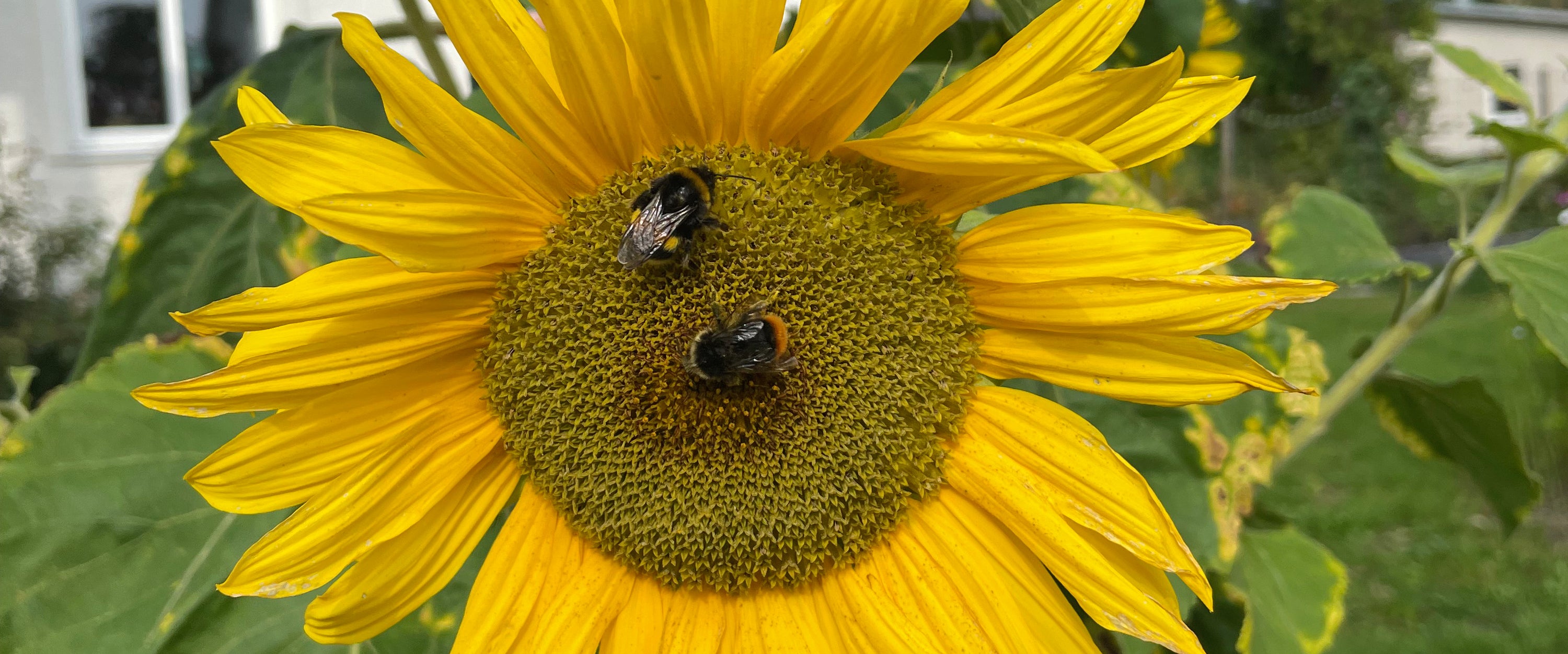Odla för pollinatörer