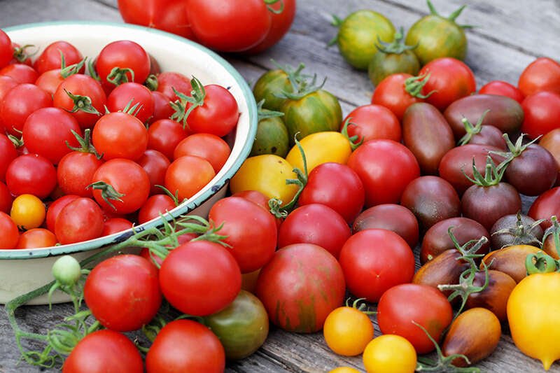 Den perfekta tomatskörden - Flora Mea