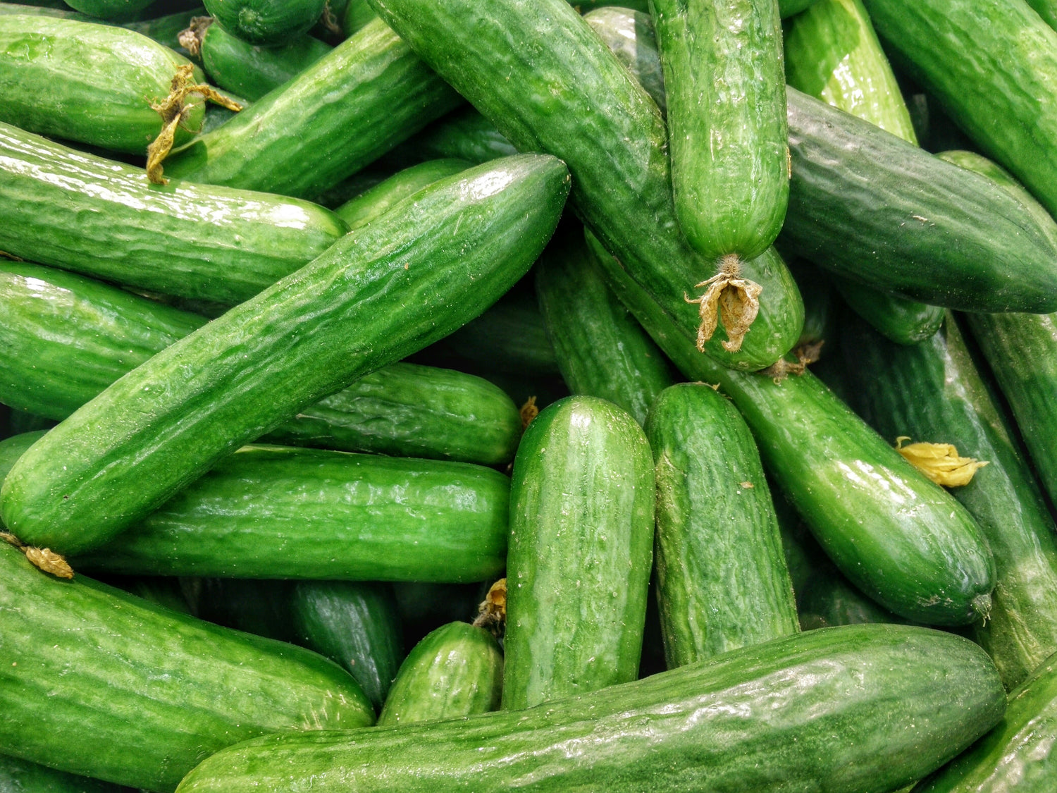 indoor gardening