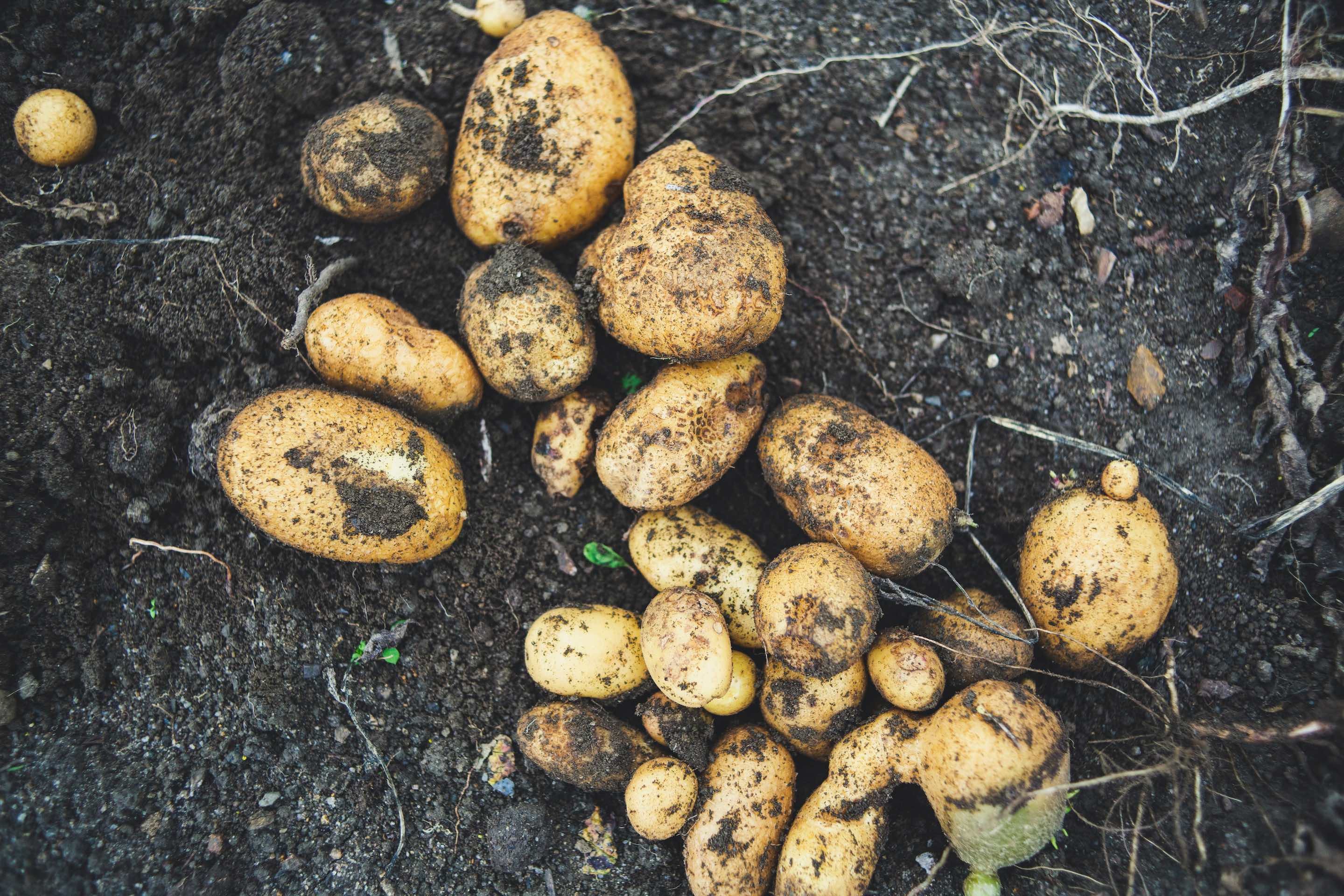 growing potatoes in pots