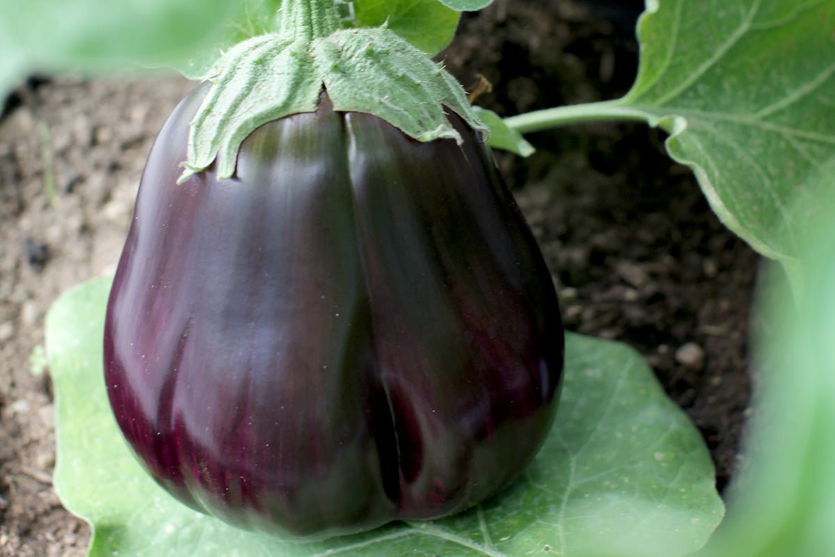 Odla din egen aubergine från frö - Flora Mea