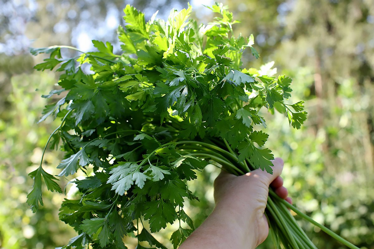 Odla din egen persilja - Flora Mea