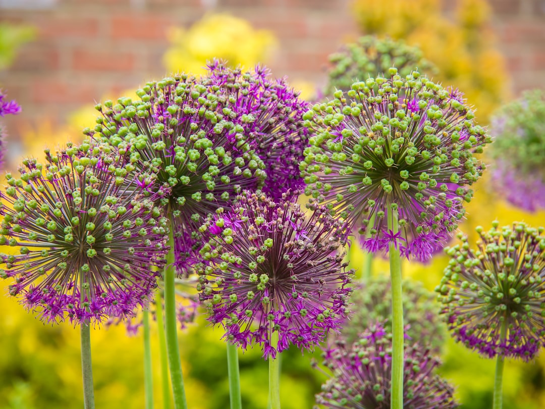 perennials garden