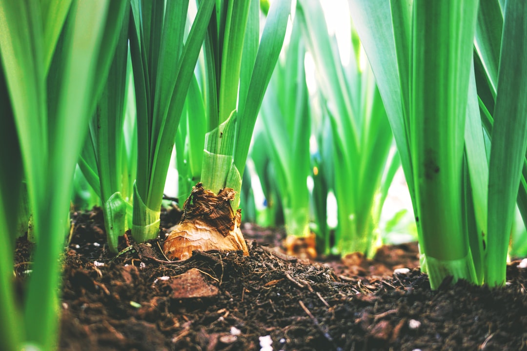 onion gardening