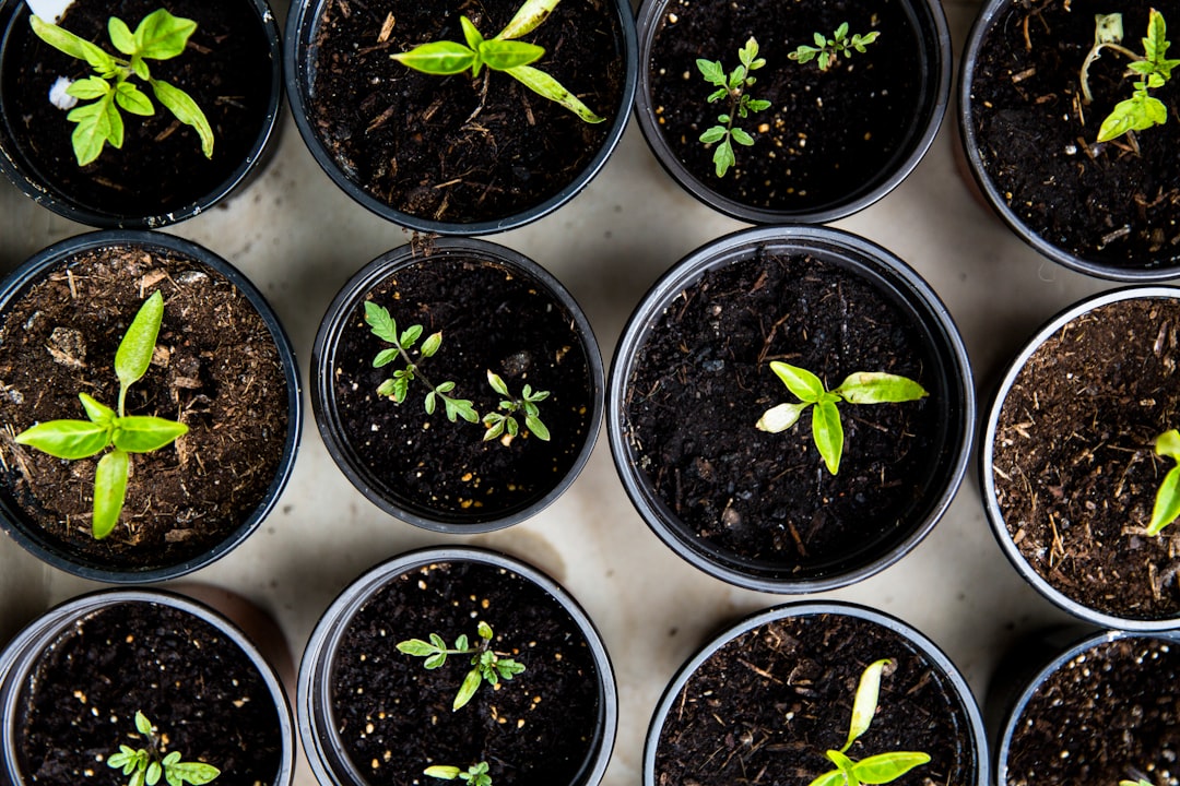 growing vegetables in pots