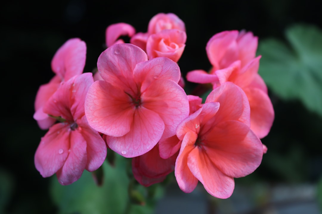 geraniums