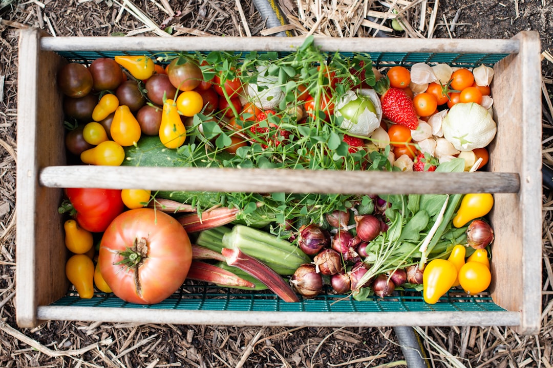 vegetable garden