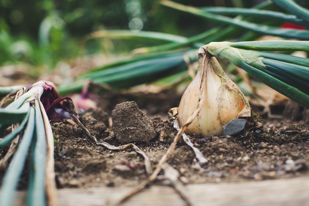 leek cultivation