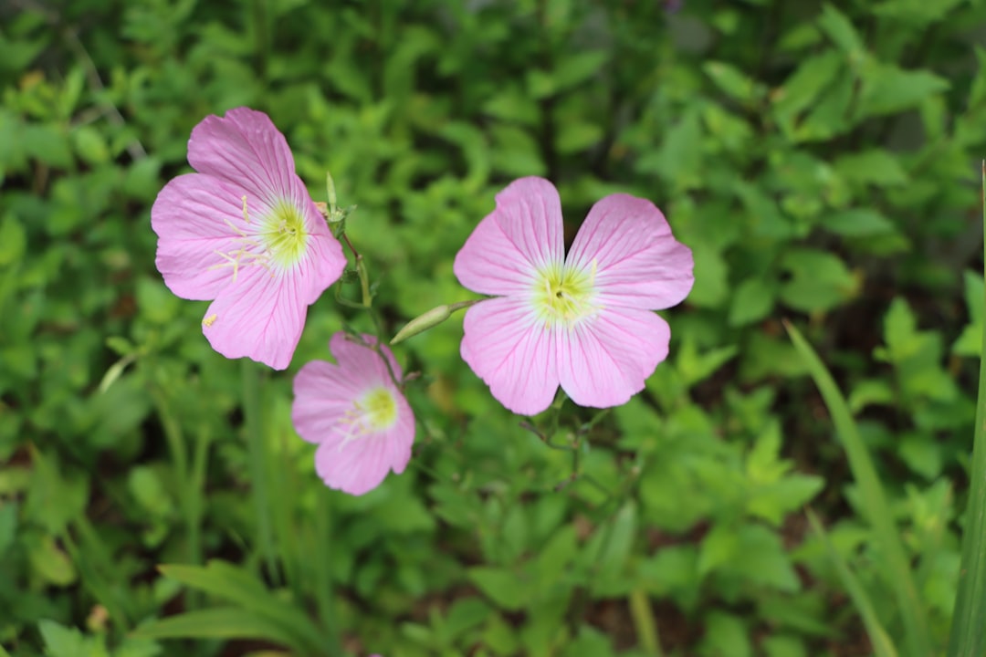 growing flowers