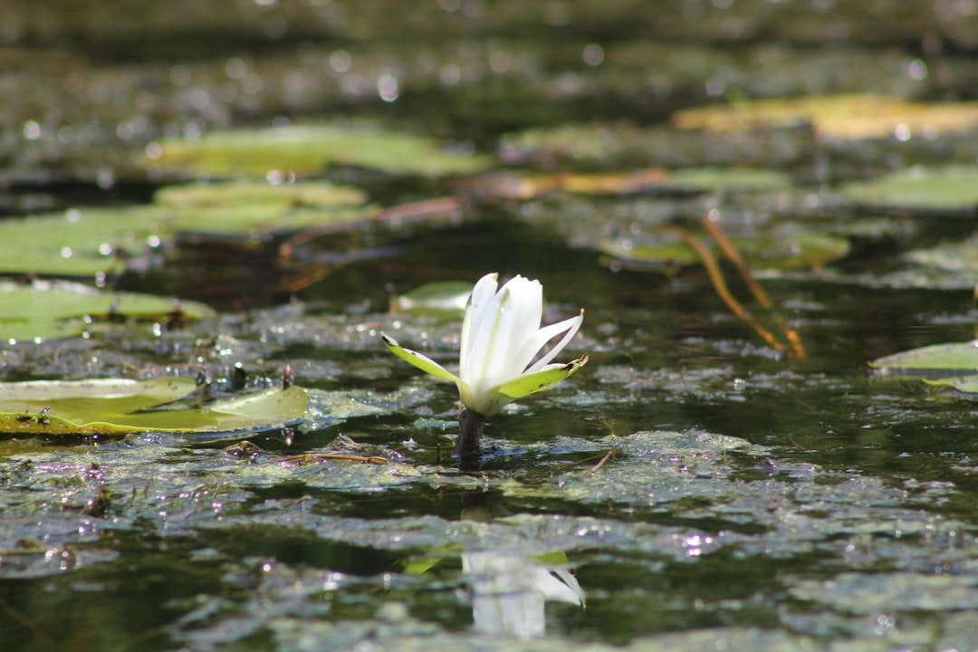 growing-water-lilies