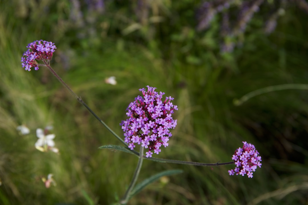 verbena garden