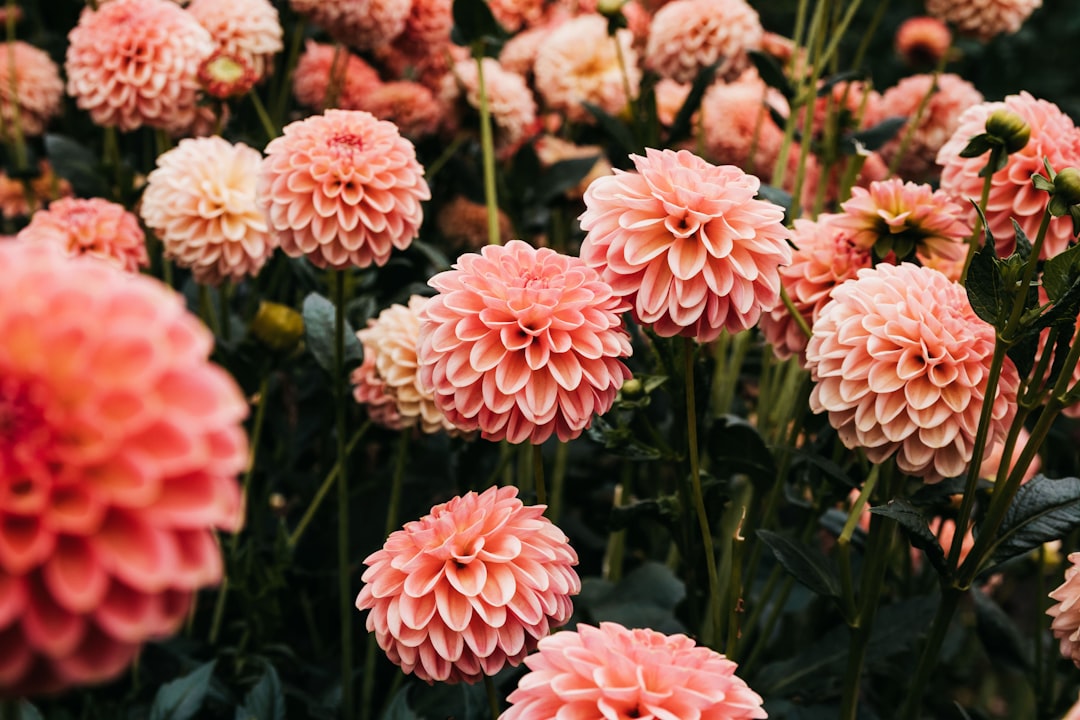 dahlia flowers