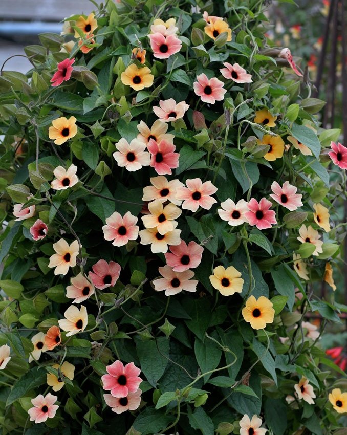 Svartöga – den vackra klängväxten med lysande blommor - Flora Mea