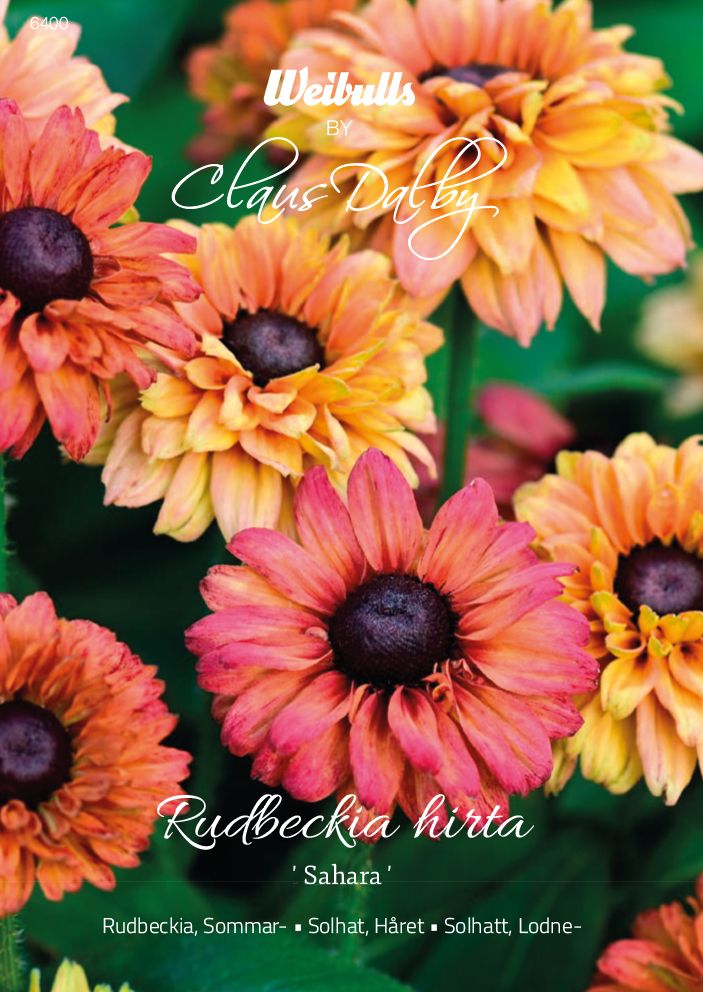 Rudbeckia, Sommar-