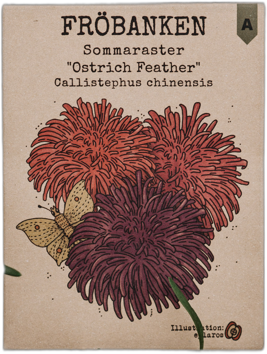 Sommaraster