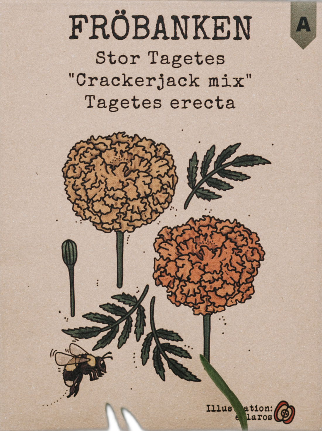 Stor tagetes