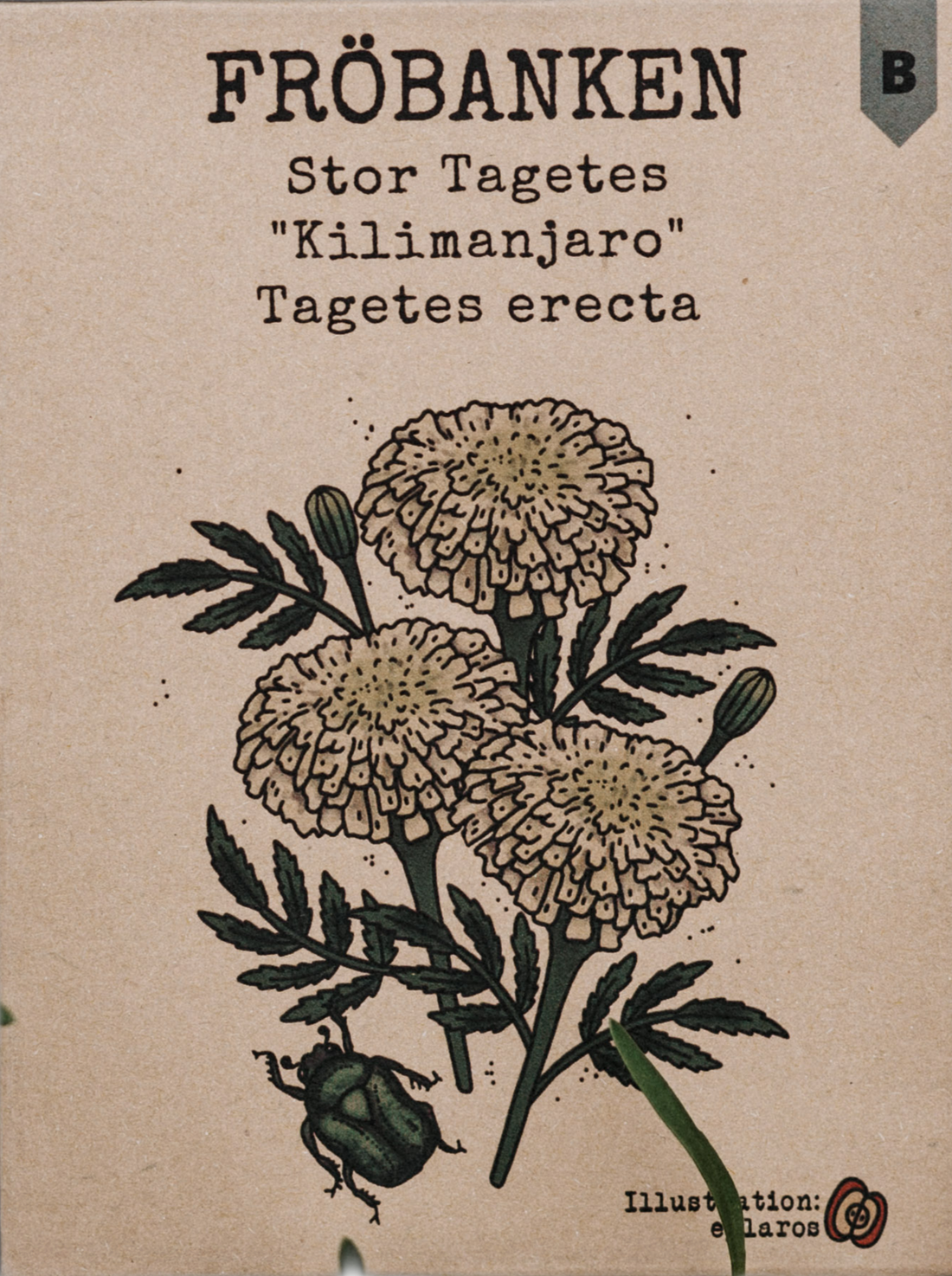 Stor tagetes