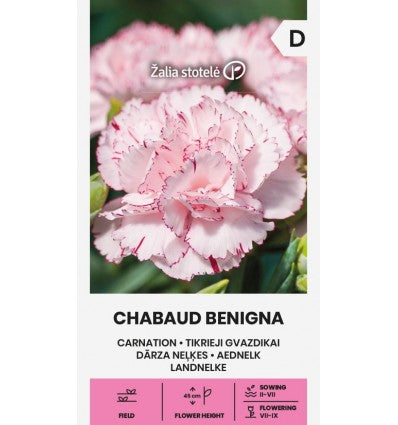 Carnation Chabaud Benigna