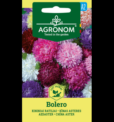 China Aster Bolero Mix