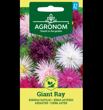 China Aster Giant Ray Mix