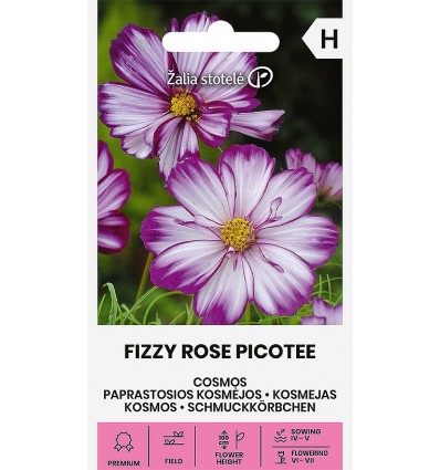 Cosmos Fizzy Rose Picotee