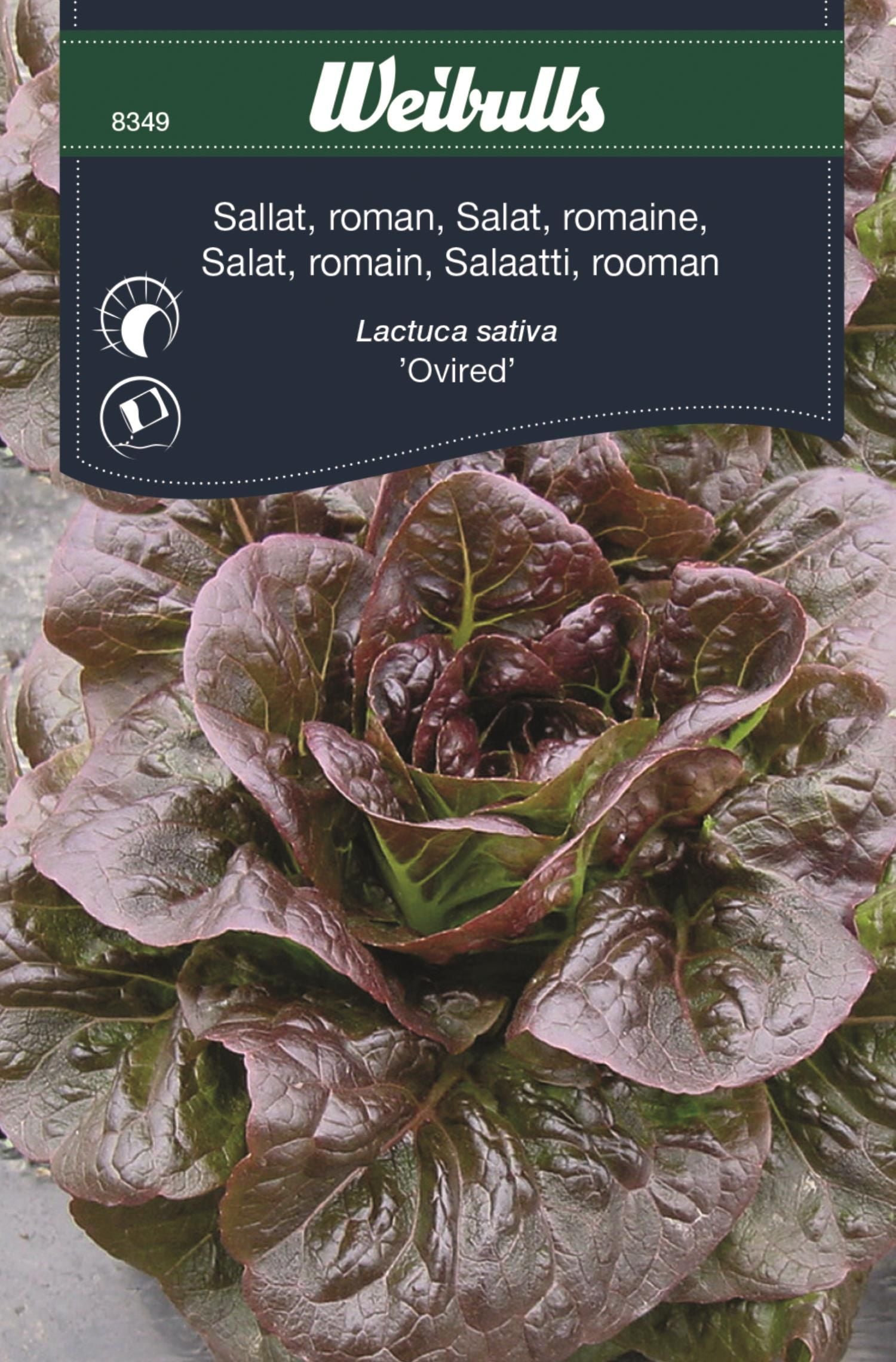 Sallat, roman