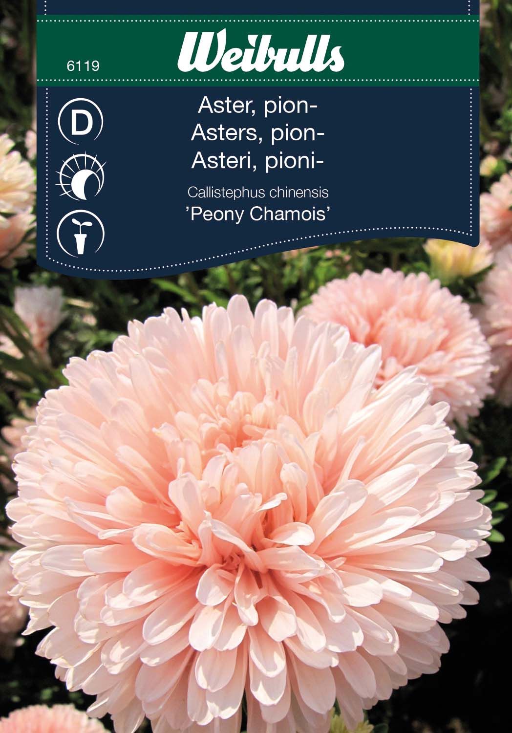 Aster, pion-, aprikos