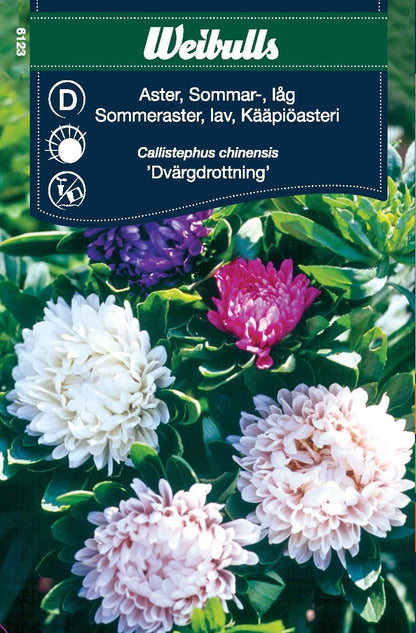 Aster Sommar låg