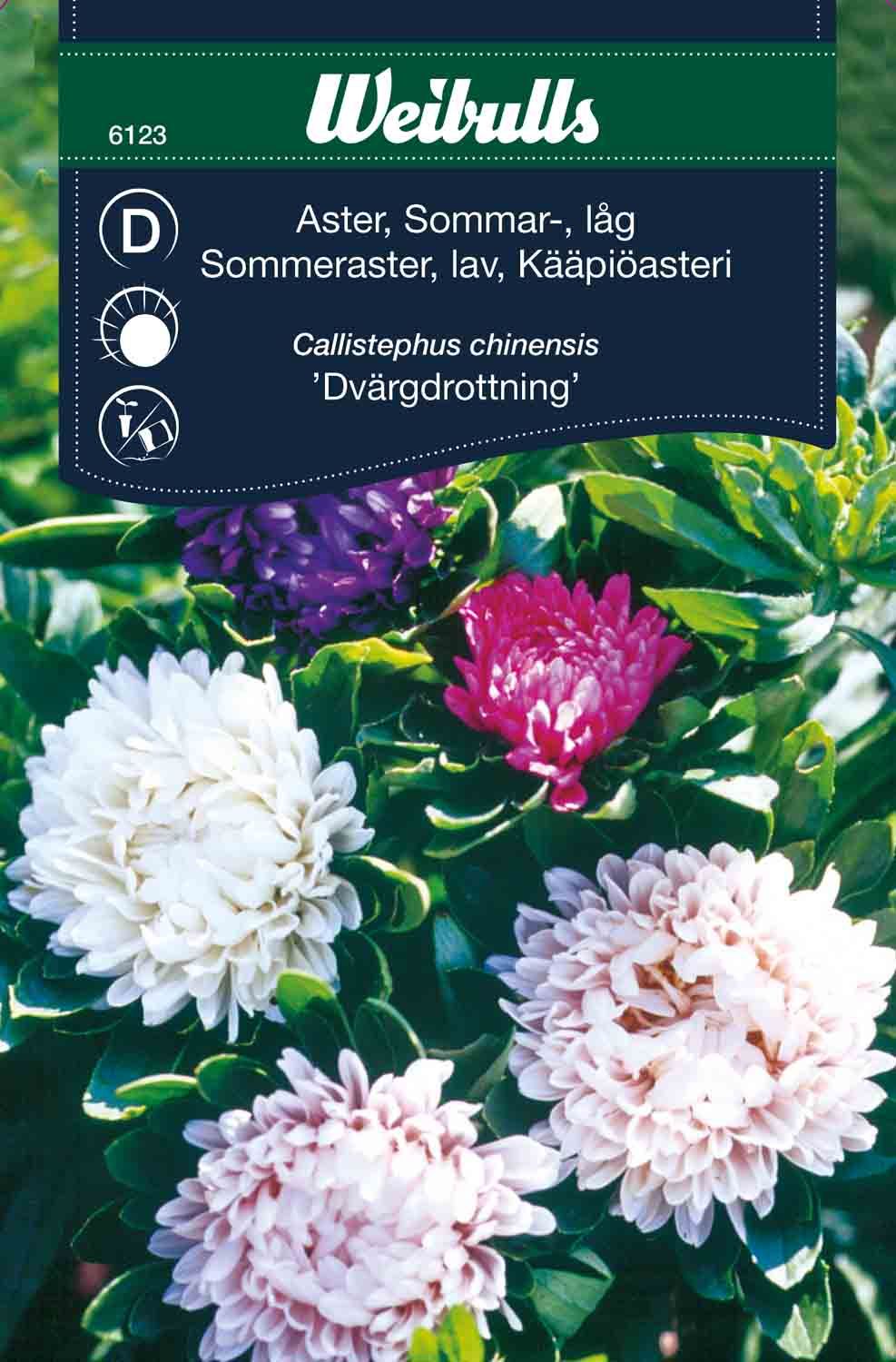 Aster Sommar låg