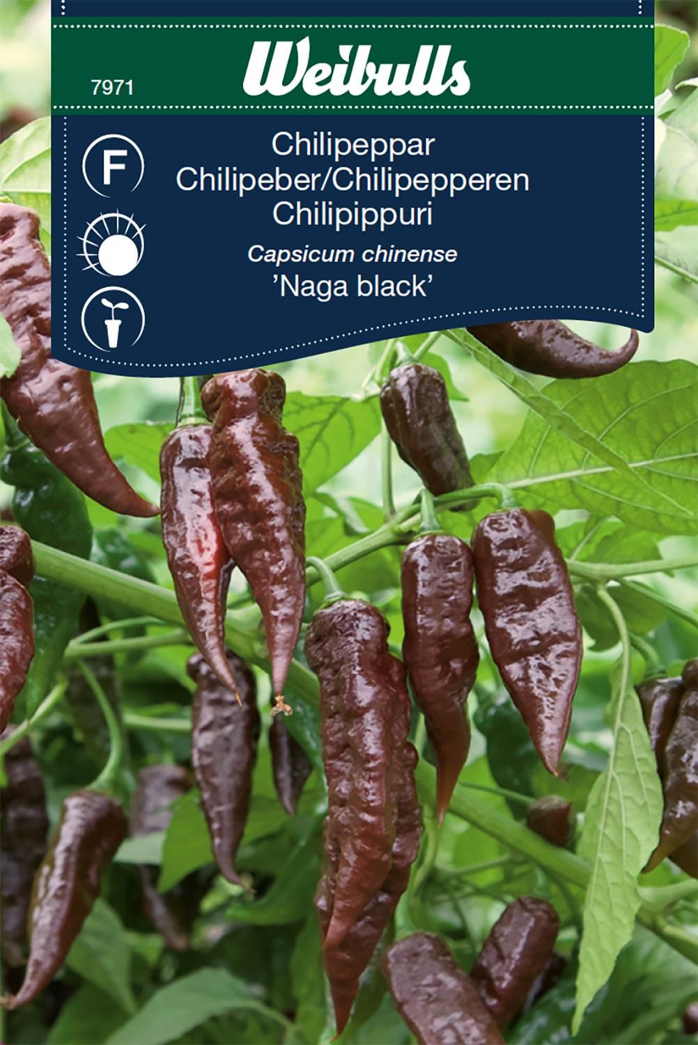 Chilipeppar Capsicum chinense