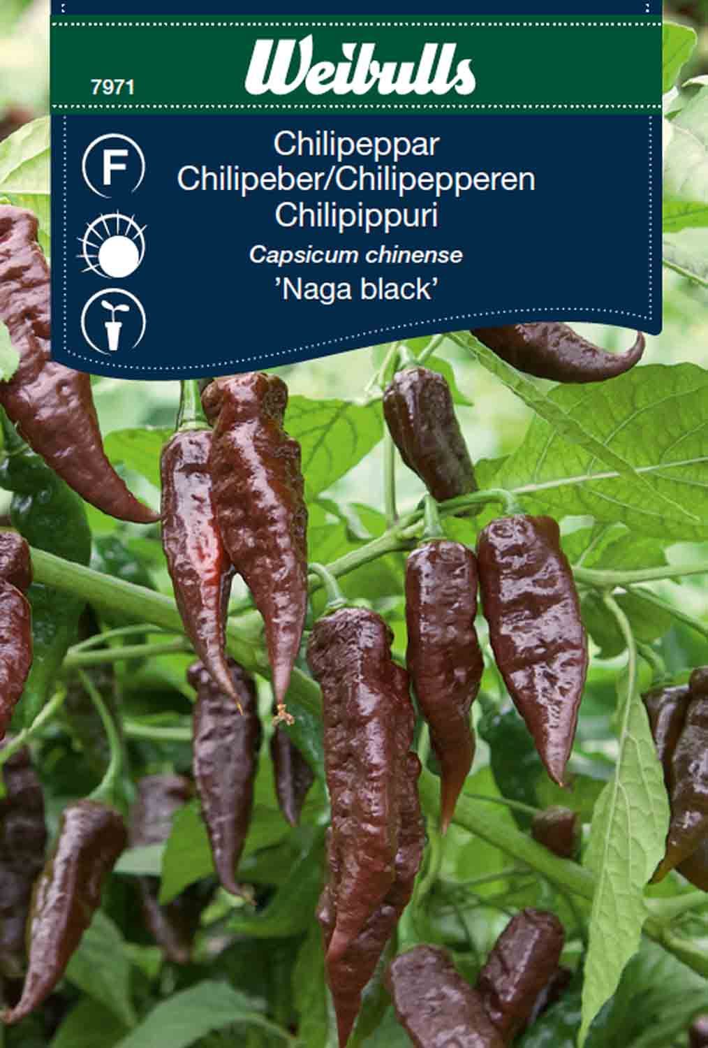 Chilipeppar Capsicum chinense
