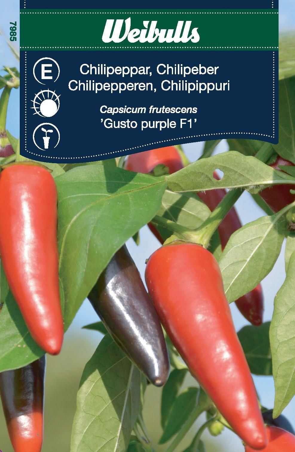 Chilipeppar Gusto purple