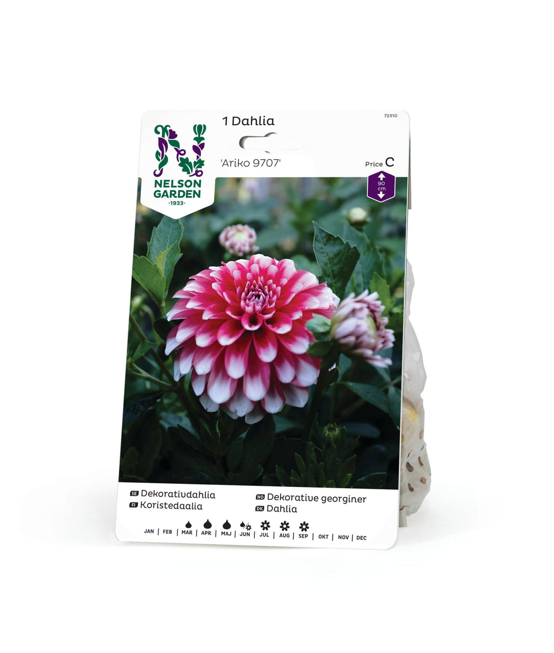 Dekorativdahlia