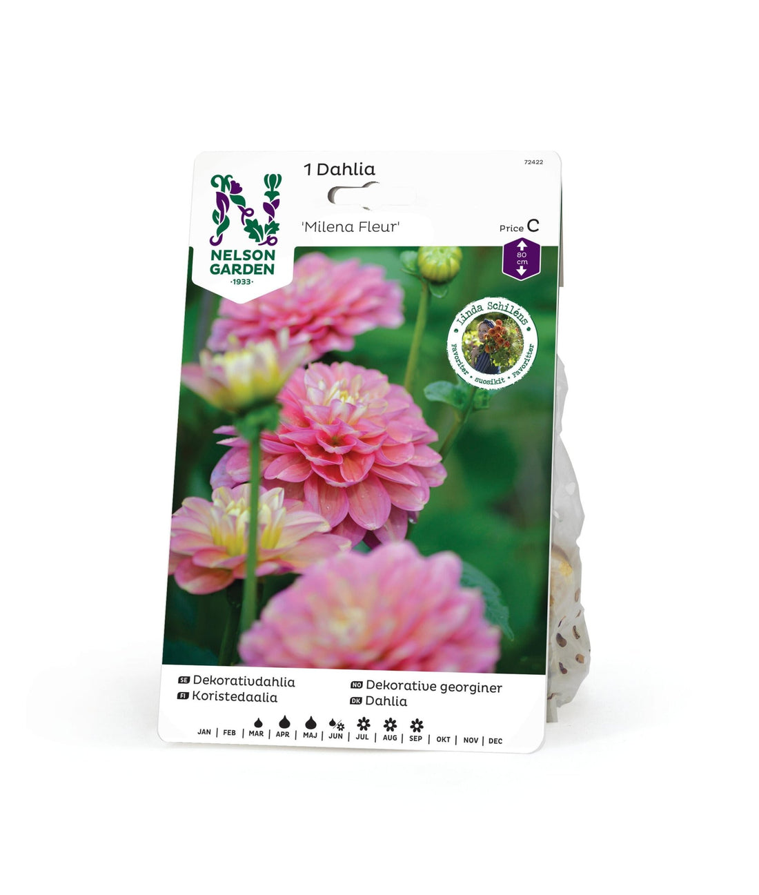 Dekorativdahlia