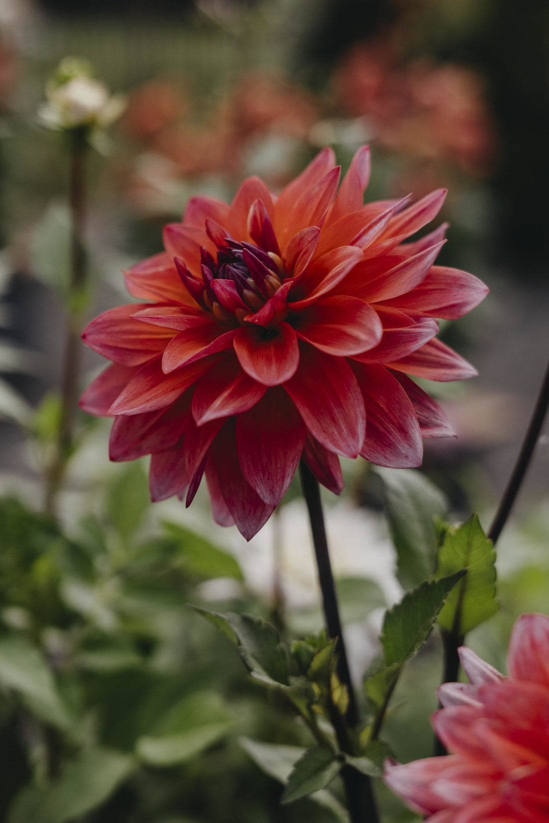 Dekorativdahlia