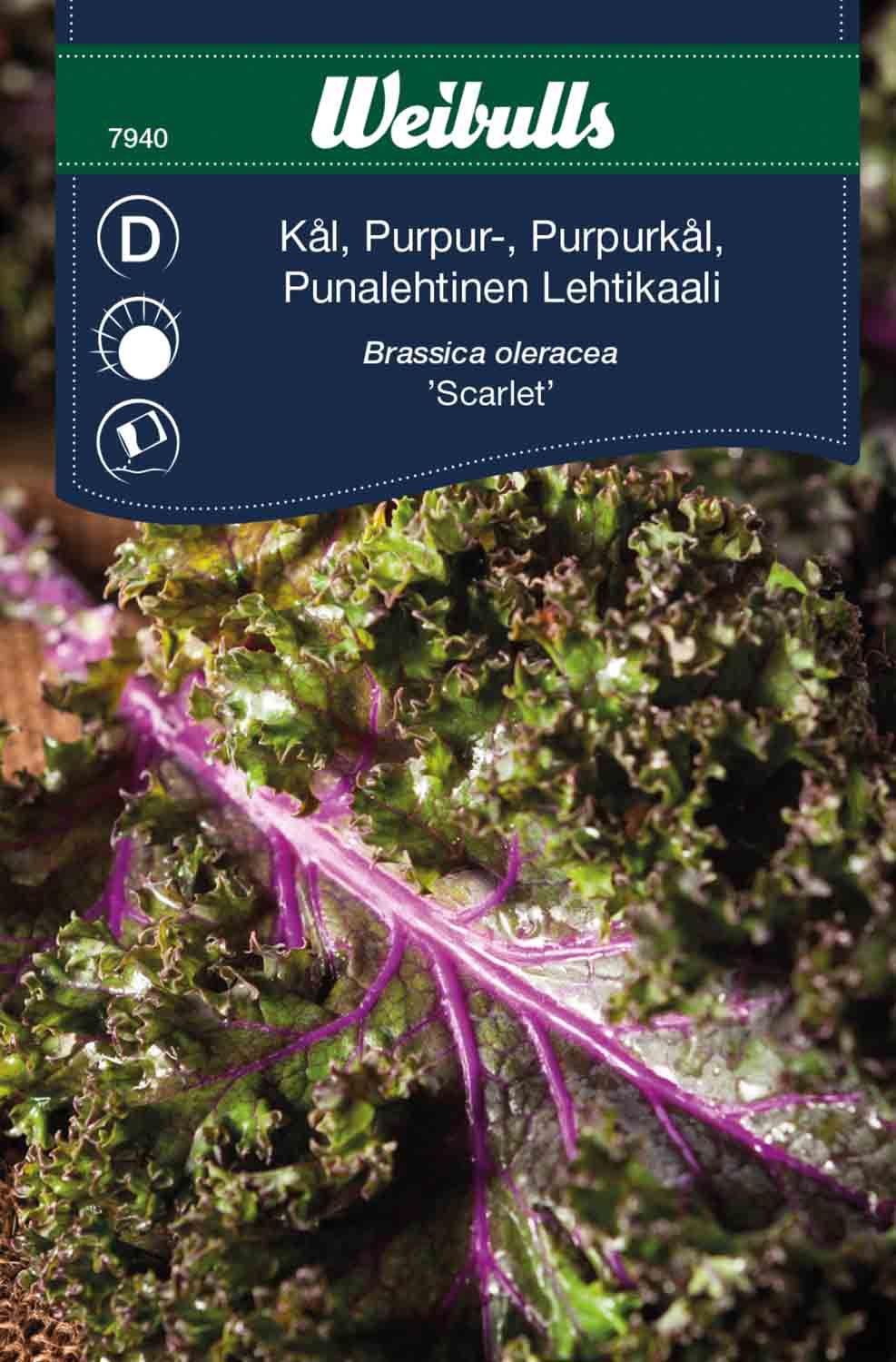 Kål, Purpur- Brassica oleracea