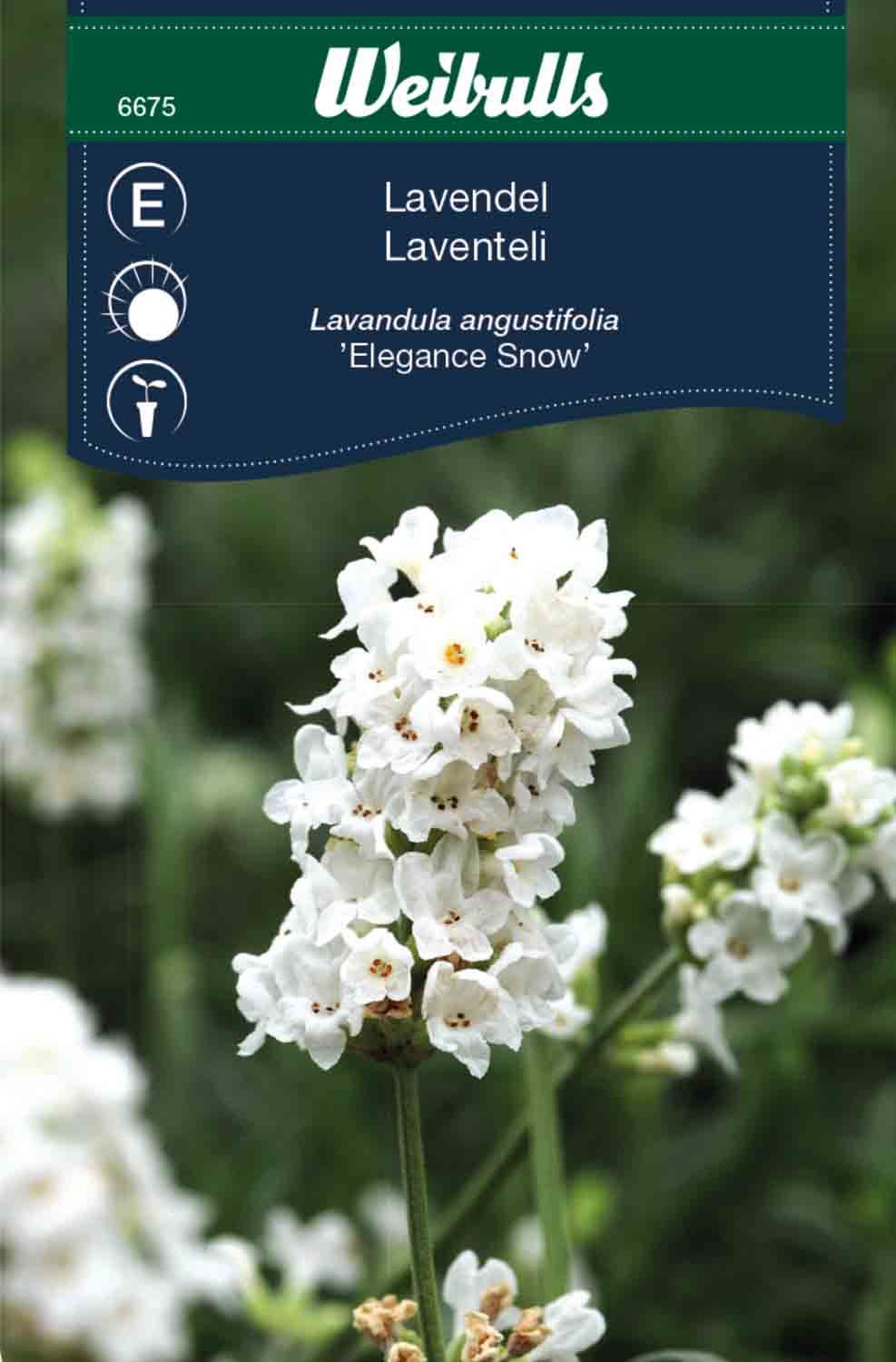 Lavendel, vit