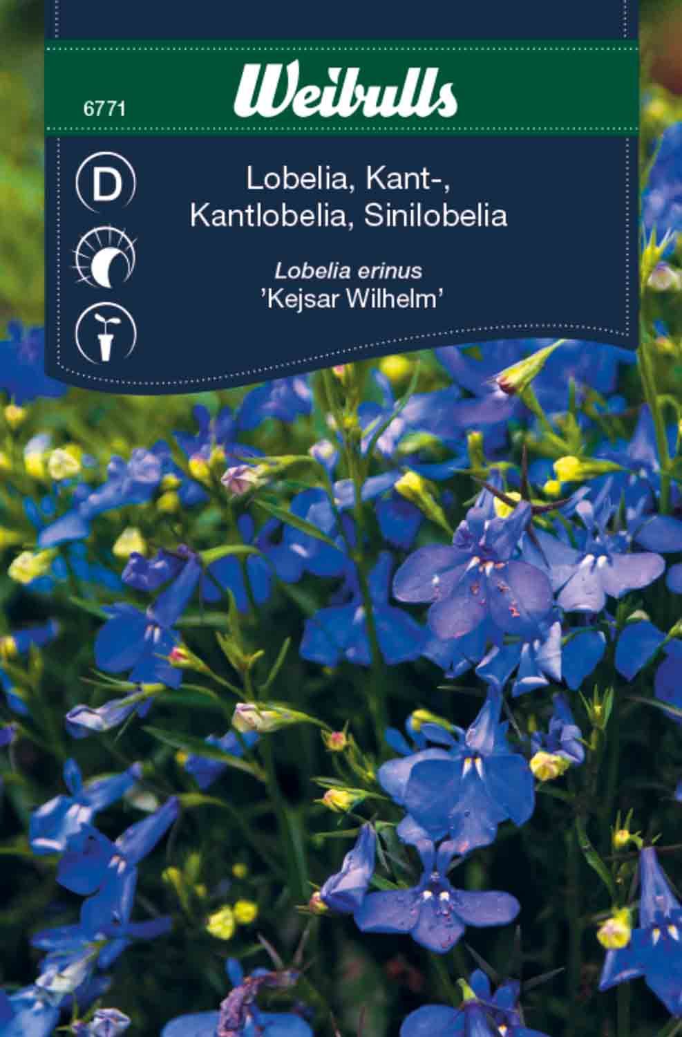 Lobelia blå kant